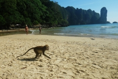 Affe in Ao Nang